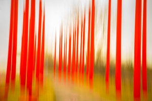 Red Pole Forest